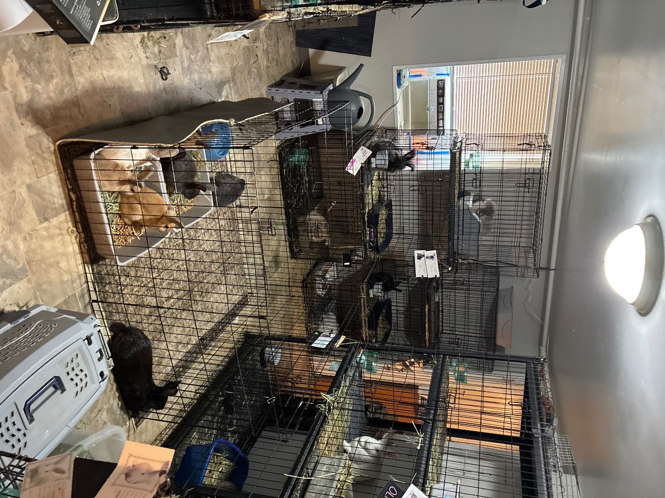 About the BunRabit?s Rescue Fundraiser&nbsp; campaign on Bonfire 3