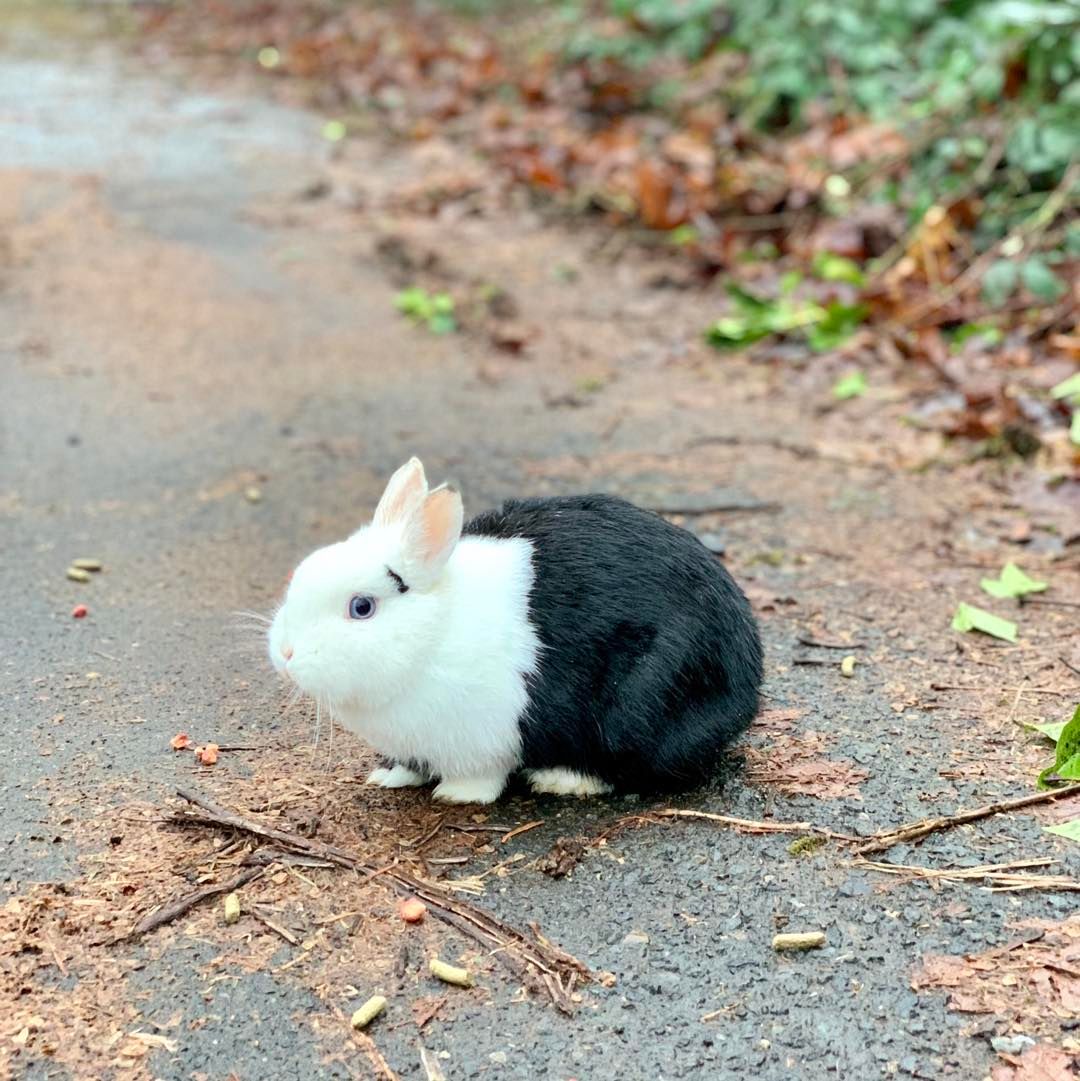 About the Rabbit Advocates 2023 Edition Dark Mode campaign on Bonfire 5