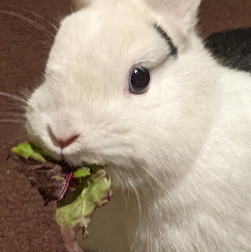 About the Rabbit Advocates 2023 Edition Dark Mode campaign on Bonfire 2