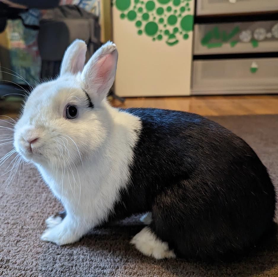 About the Rabbit Advocates 2023 Edition Dark Mode campaign on Bonfire 3