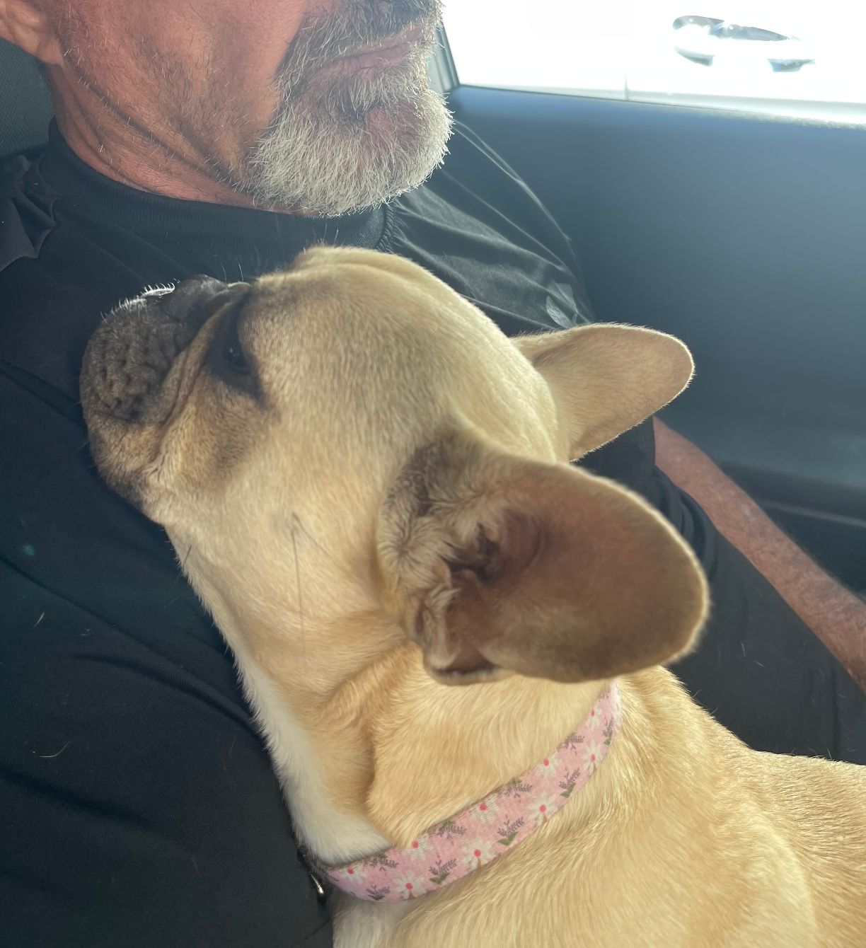 About the Support Frenchies in Need campaign on Bonfire 2