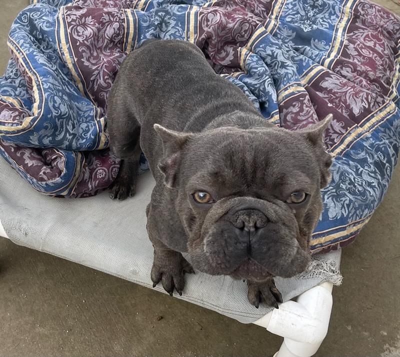 About the Support Frenchies in Need campaign on Bonfire 3