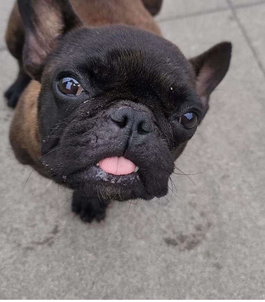 About the Support Frenchies in Need campaign on Bonfire 4