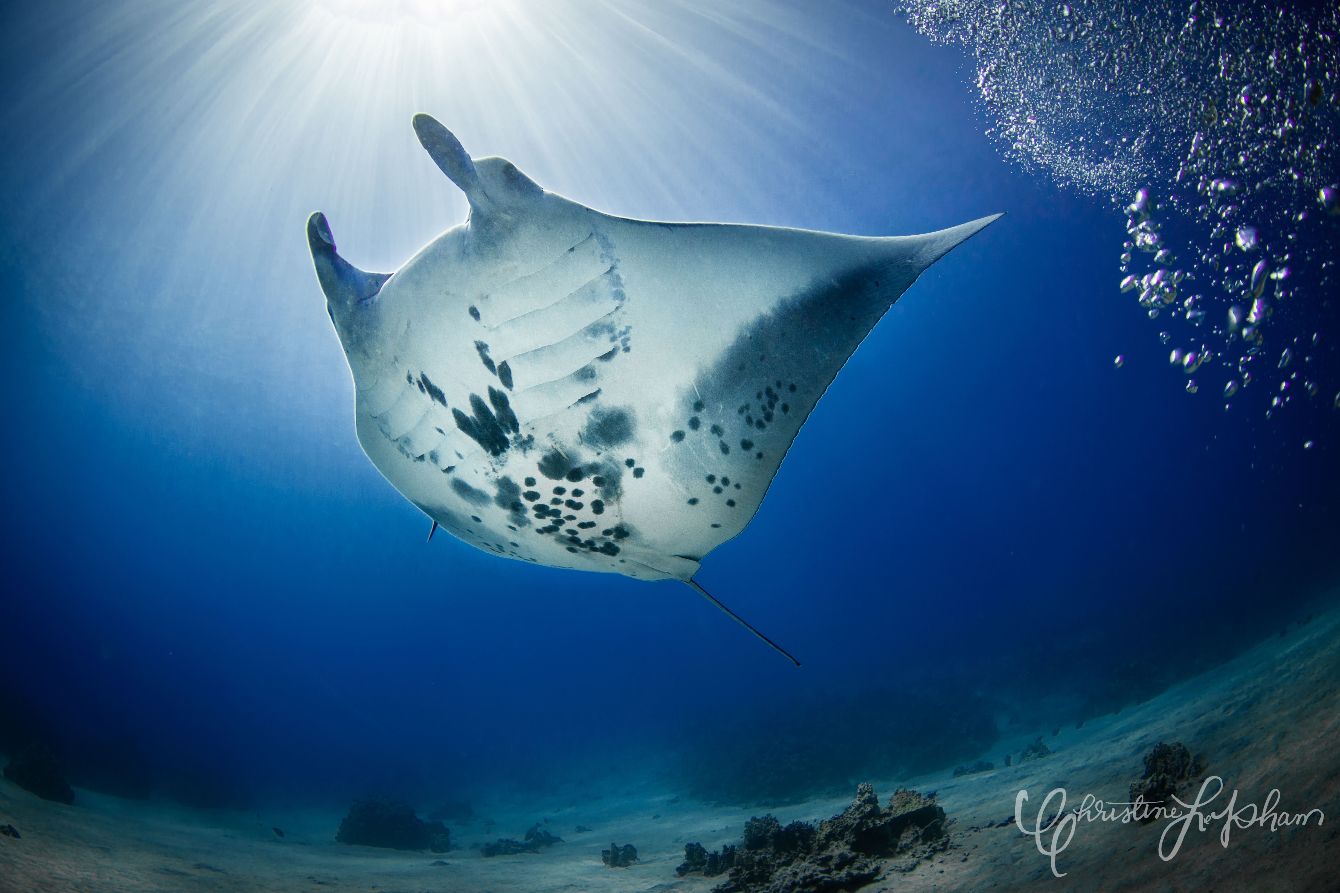 About the Manta Ray! campaign on Bonfire 2