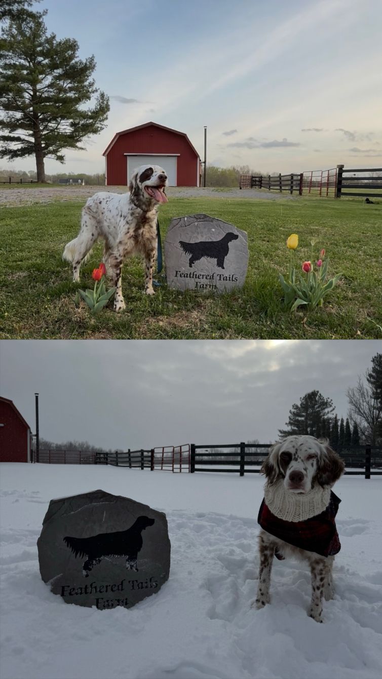 About the Feathered Tails Farm - Mug campaign on Bonfire 2