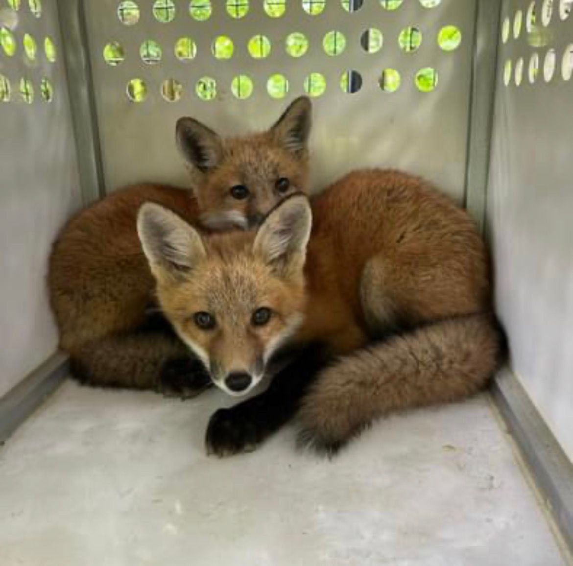 About the Re-Wilding Indiana Zip-up Hoodie campaign on Bonfire 2