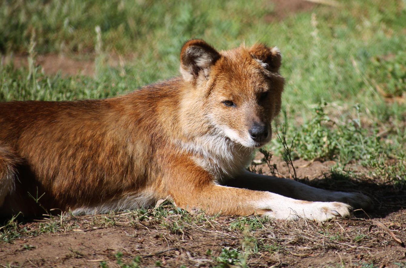 About the Lazy Dhole campaign on Bonfire 2