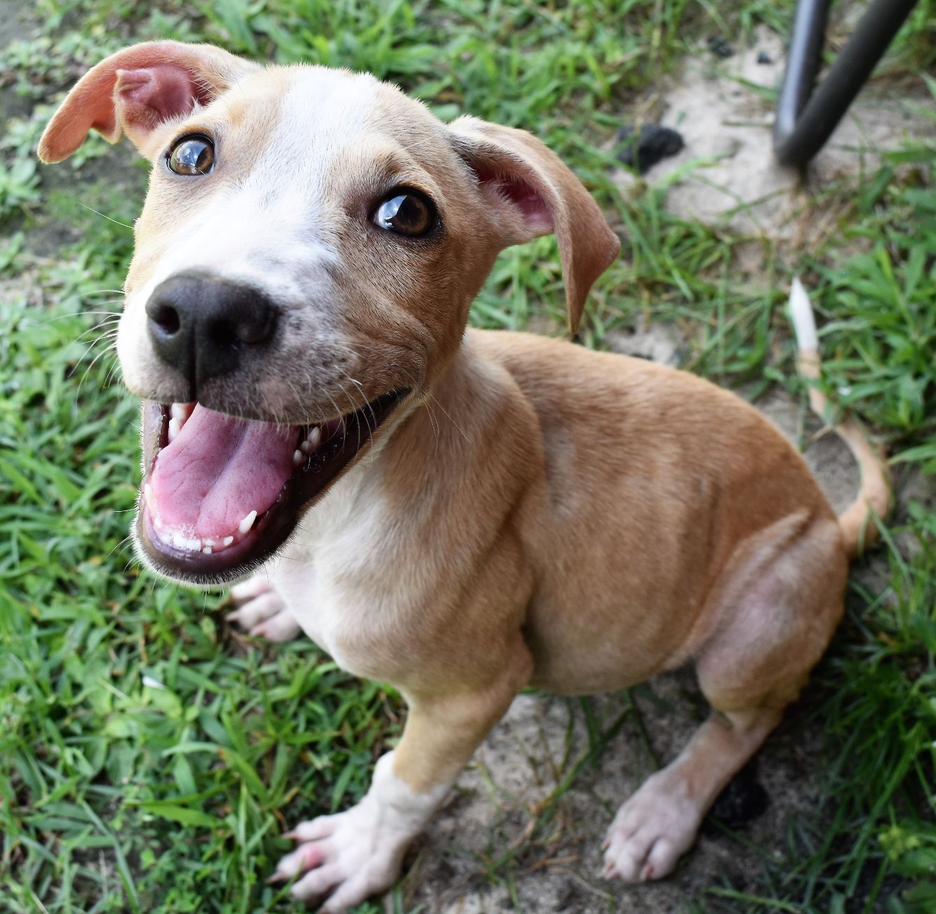 About the Hopping By campaign on Bonfire 3