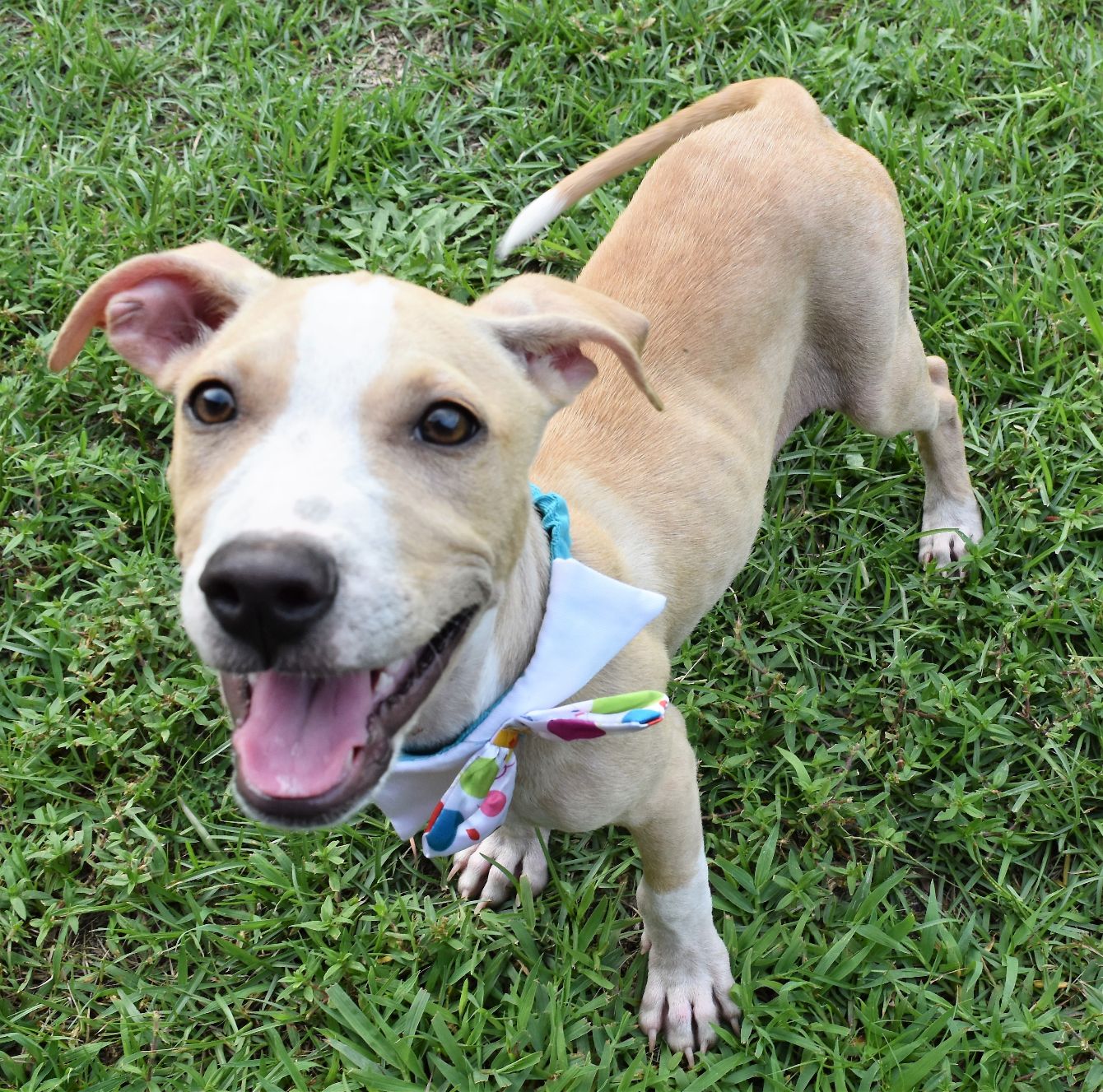 About the Hopping By campaign on Bonfire 4