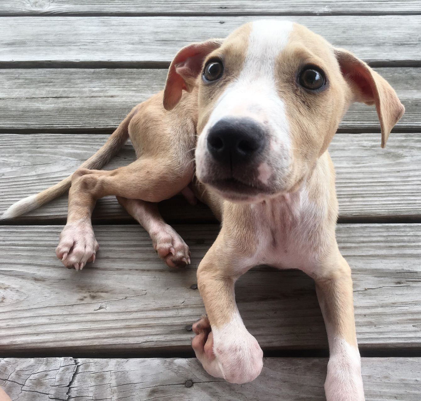 About the Hopping By campaign on Bonfire 2