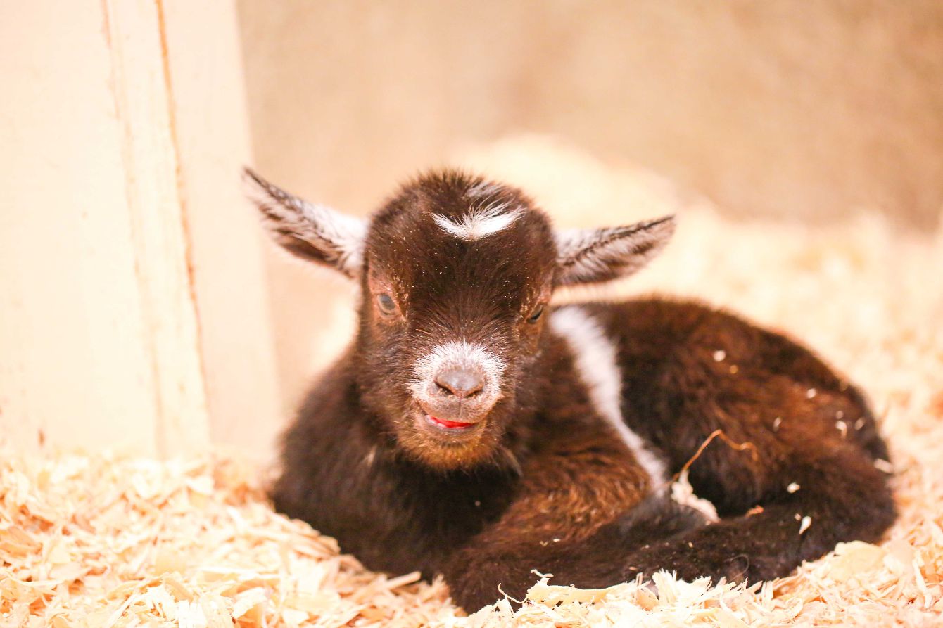 About the In Loving Memory of Nick campaign on Bonfire 1