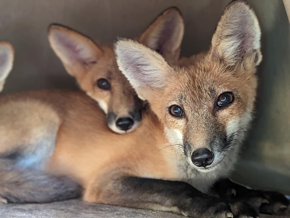 About the Giving Wildlife a Second Chance campaign on Bonfire 2