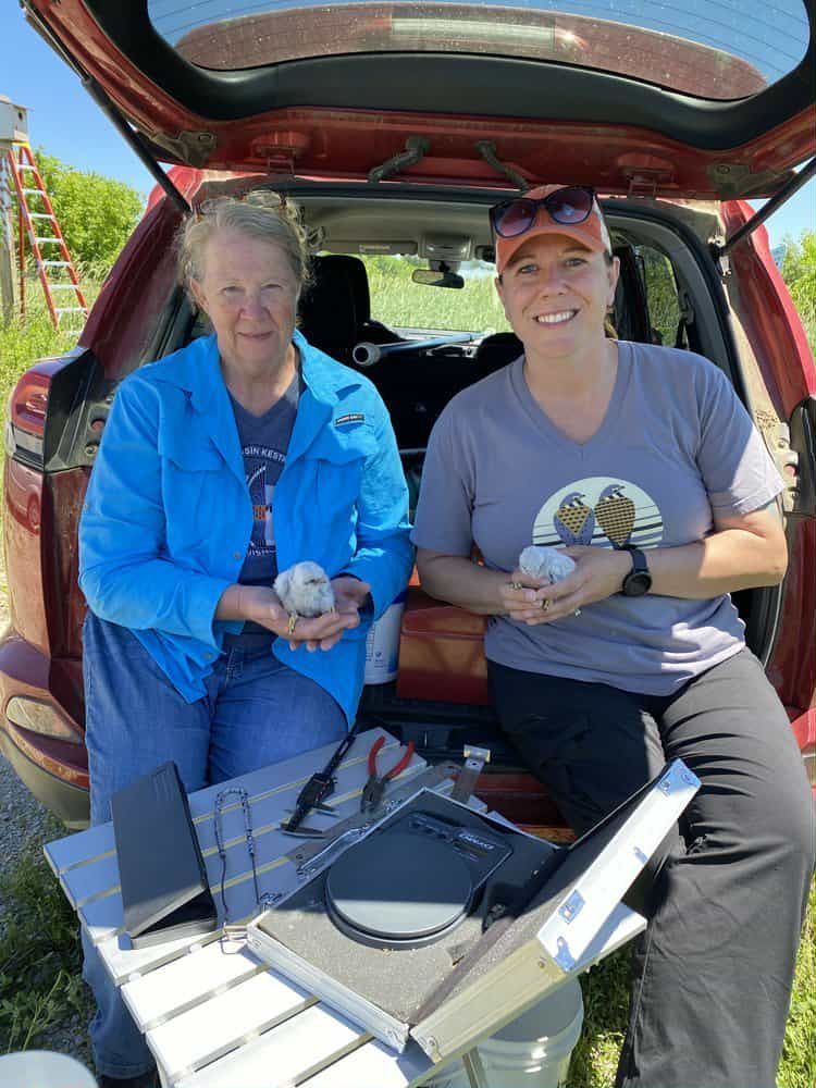 About the Central Wisconsin Kestrel Research campaign on Bonfire 2