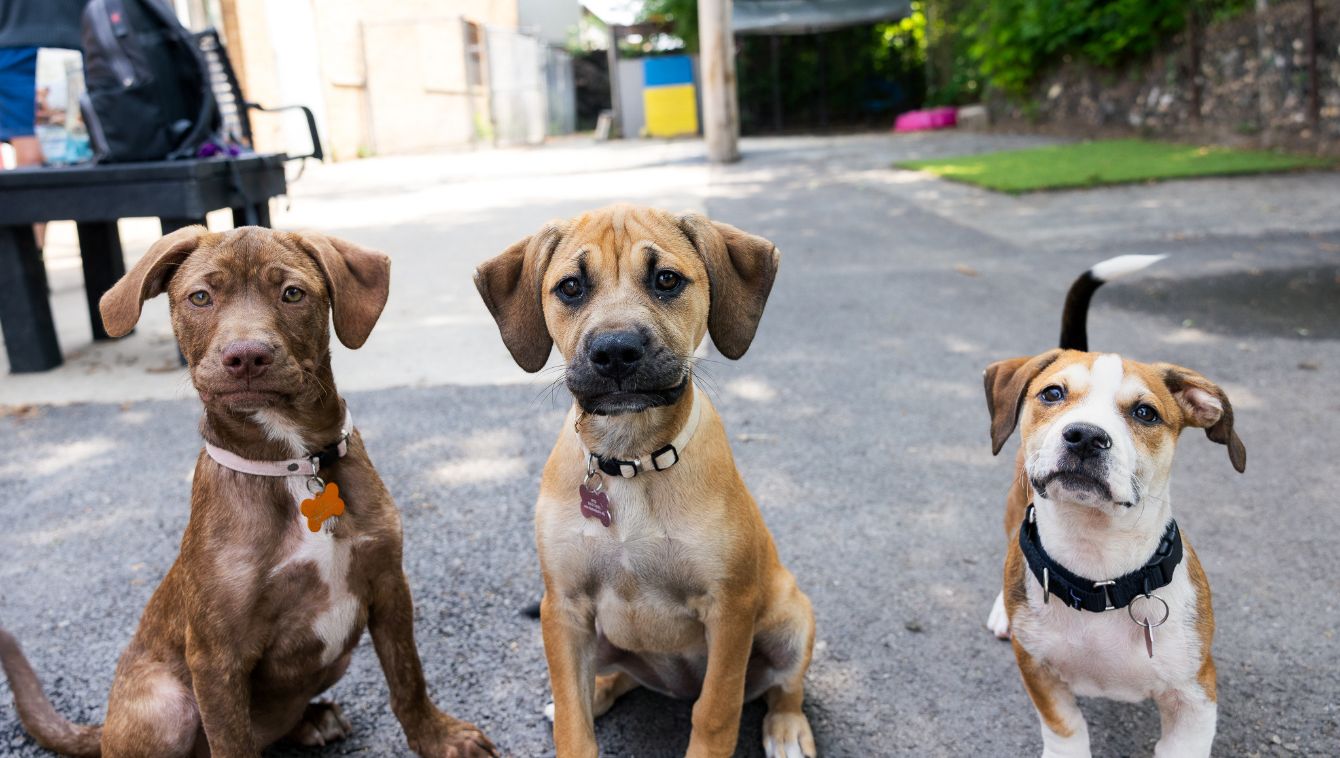 About the Where Best Friends Meet campaign on Bonfire 2