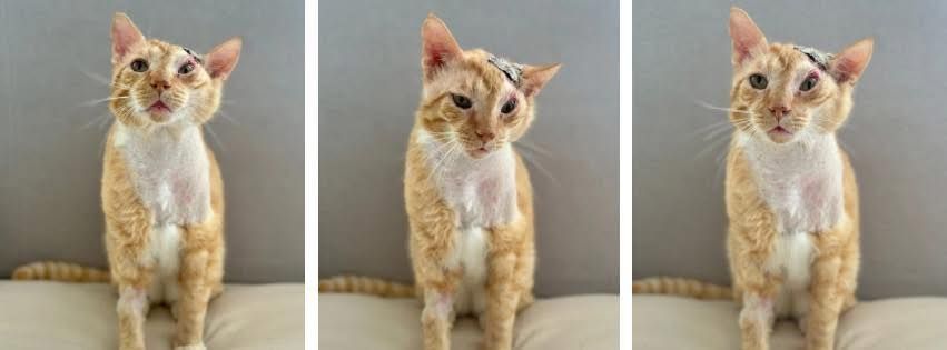 About the For the next Carrot Cake campaign on Bonfire 2