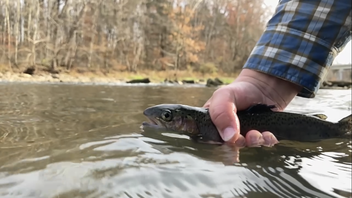 About the  campaign on Bonfire 3