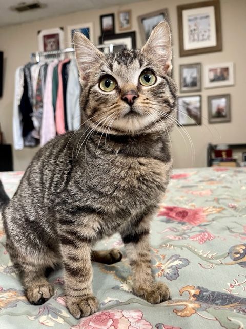 About the Tiny Paws, Big Heart campaign on Bonfire 2