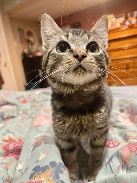 About the Tiny Paws, Big Heart campaign on Bonfire 3