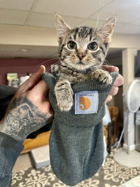 About the Tiny Paws, Big Heart campaign on Bonfire 4