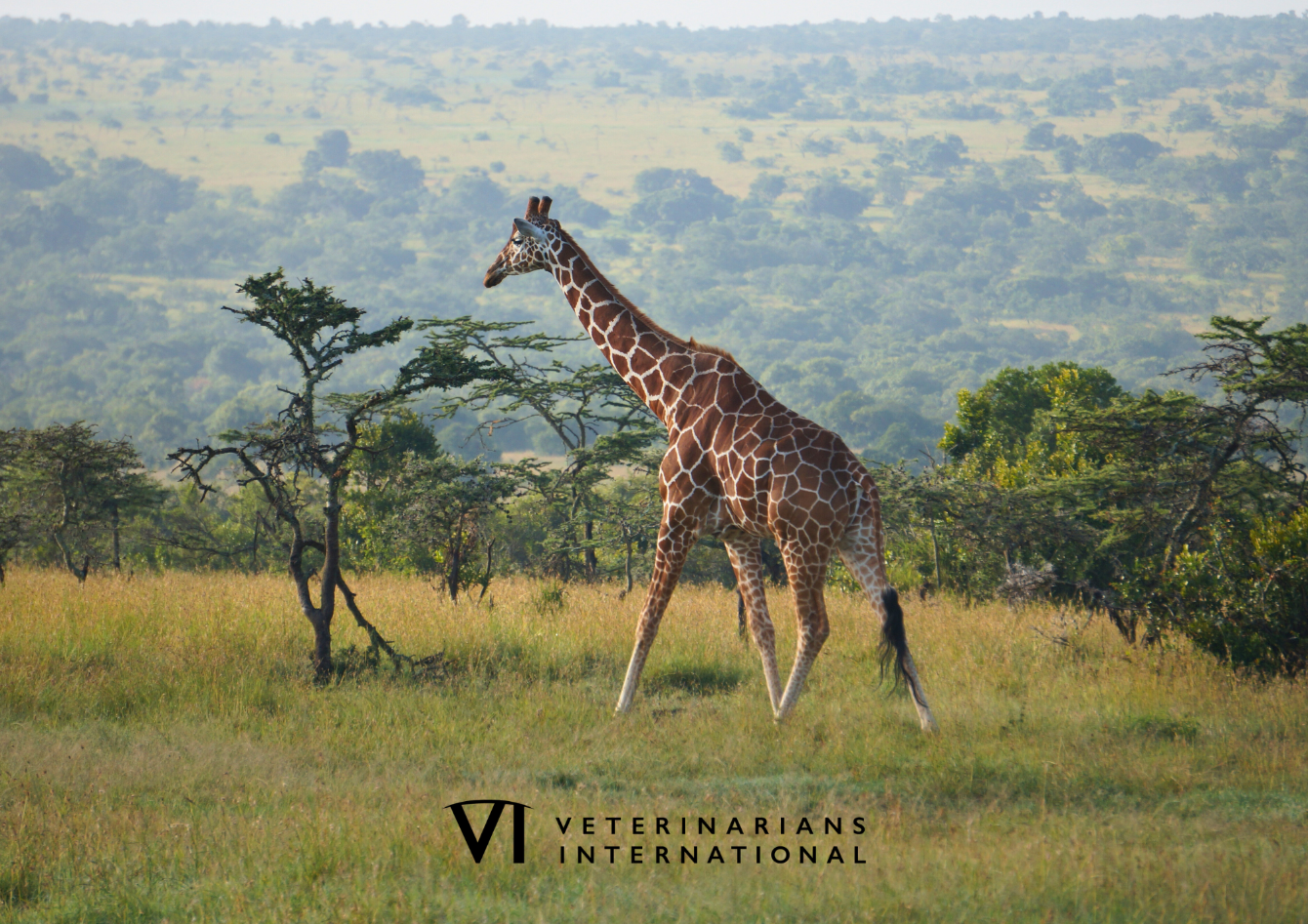 About the VI Conservation Tee  campaign on Bonfire 2