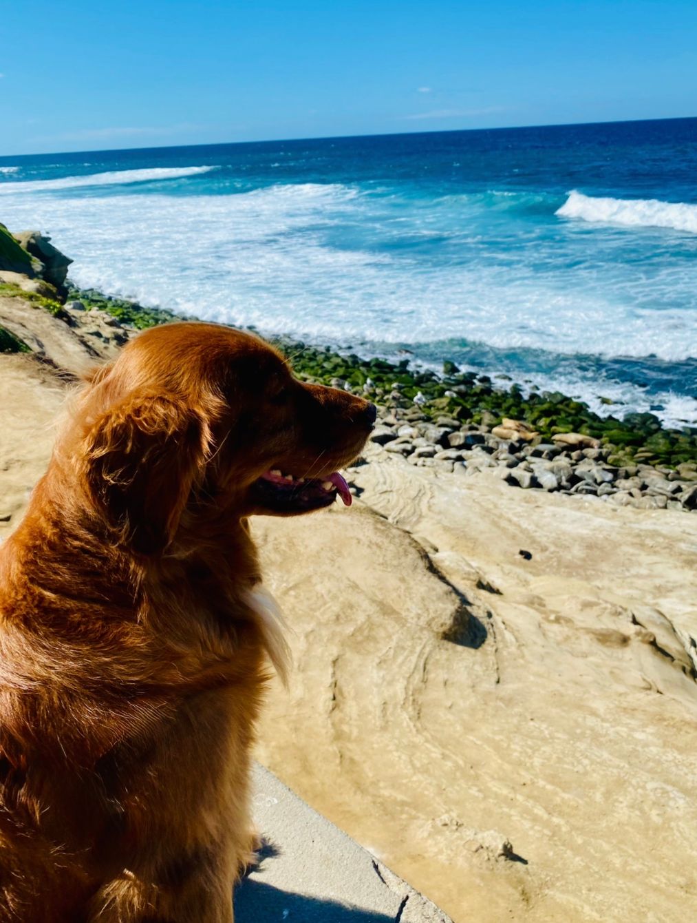 About the Ocean Therapy Tee campaign on Bonfire 2