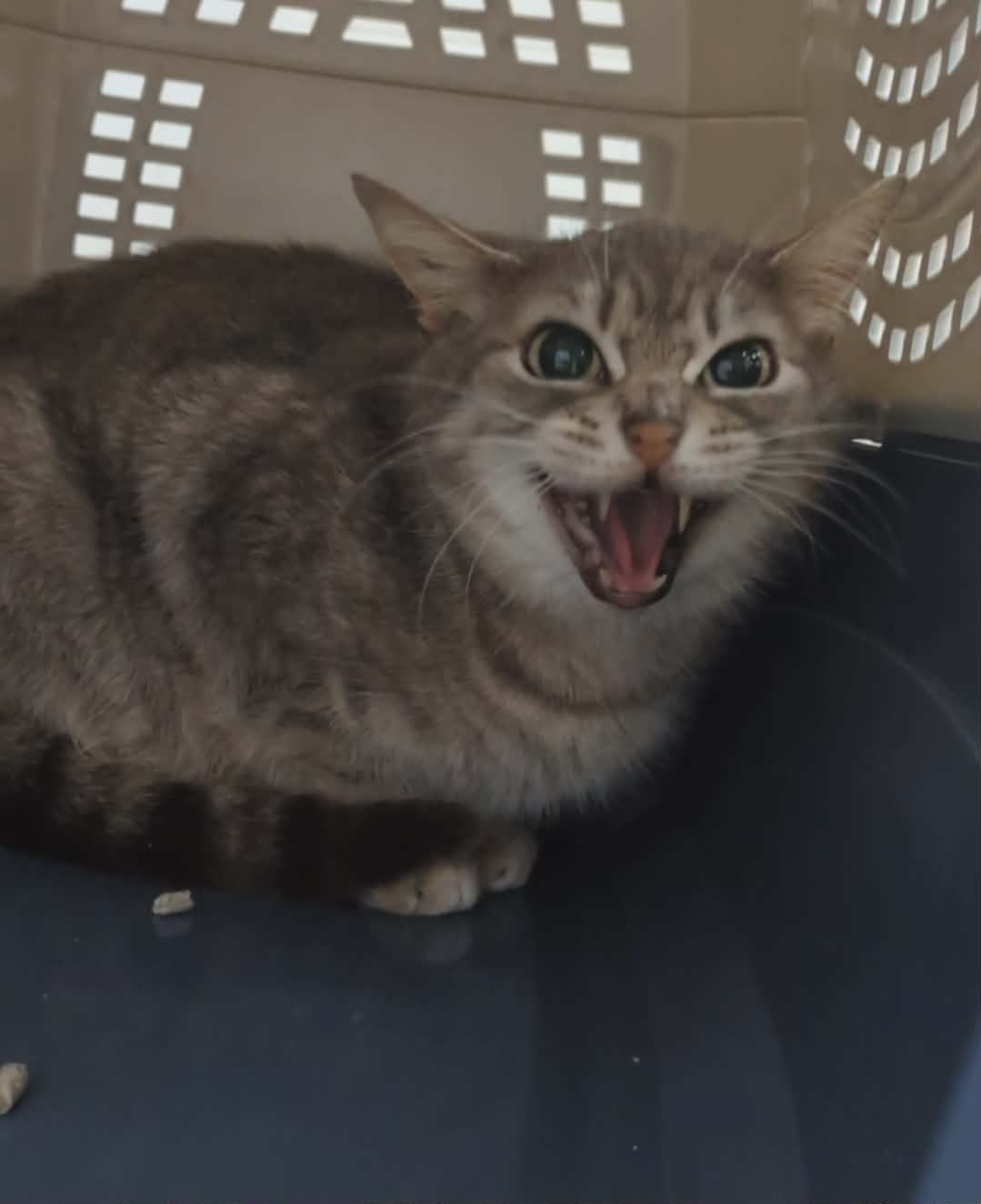 About the Don't Touch Me I'm Feral&nbsp; campaign on Bonfire 3