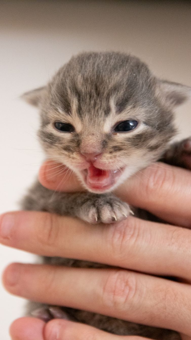 About the Don't Touch Me I'm Feral&nbsp; campaign on Bonfire 4