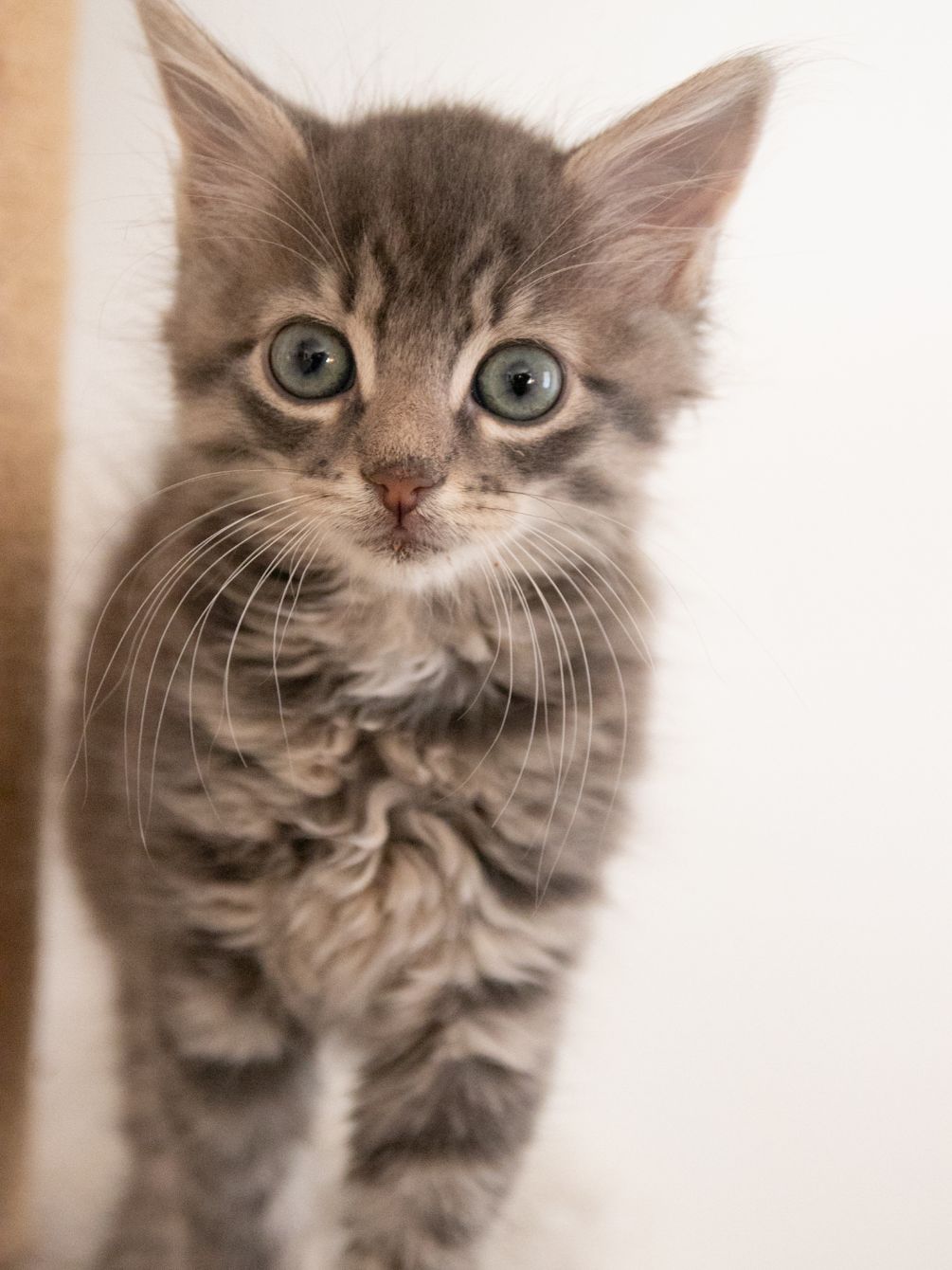 About the Don't Touch Me I'm Feral&nbsp; campaign on Bonfire 5