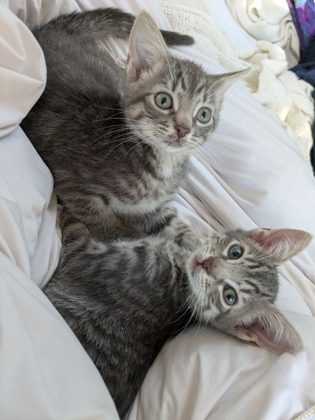 About the Don't Touch Me I'm Feral&nbsp; campaign on Bonfire 2