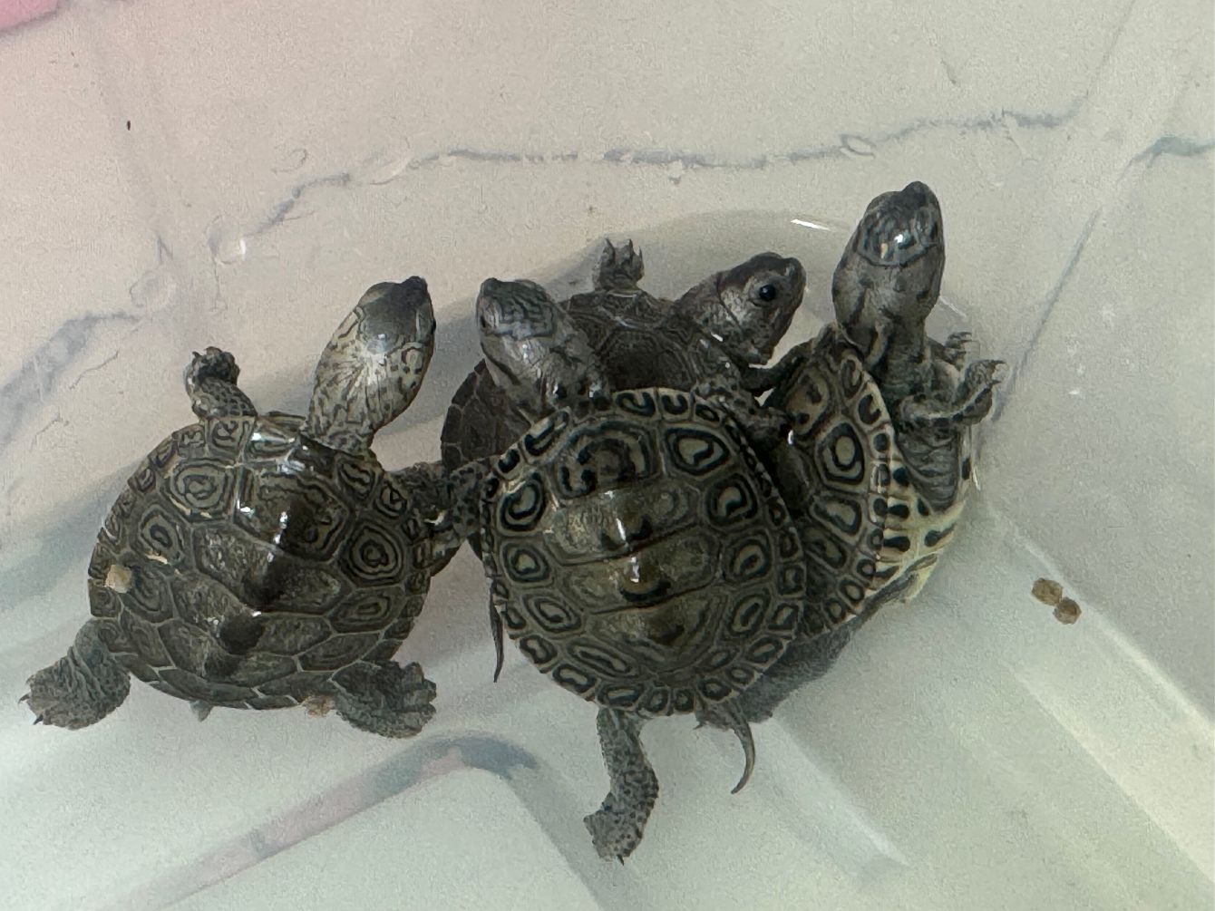 About the Help support the baby turtles! campaign on Bonfire 2