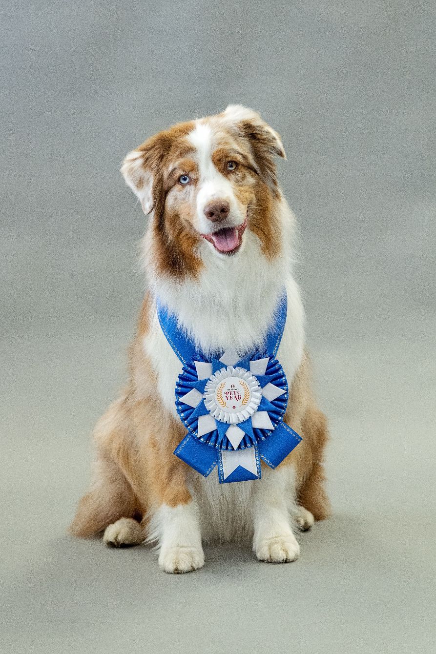 About the Pet Partners: Dog Therapist campaign on Bonfire 2