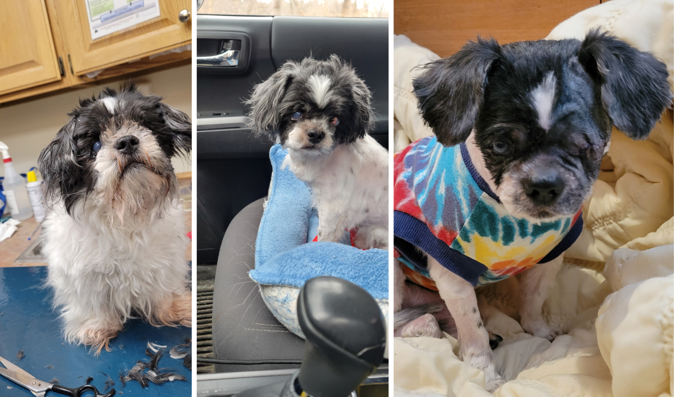 About the The Minnis Sanctuary campaign on Bonfire 2