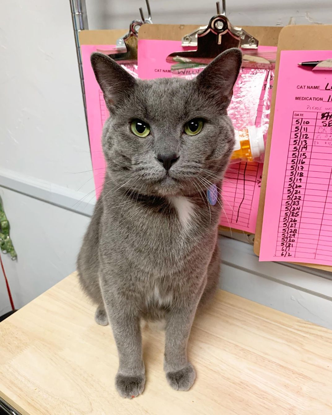 About the Cats Are Magic! campaign on Bonfire 2