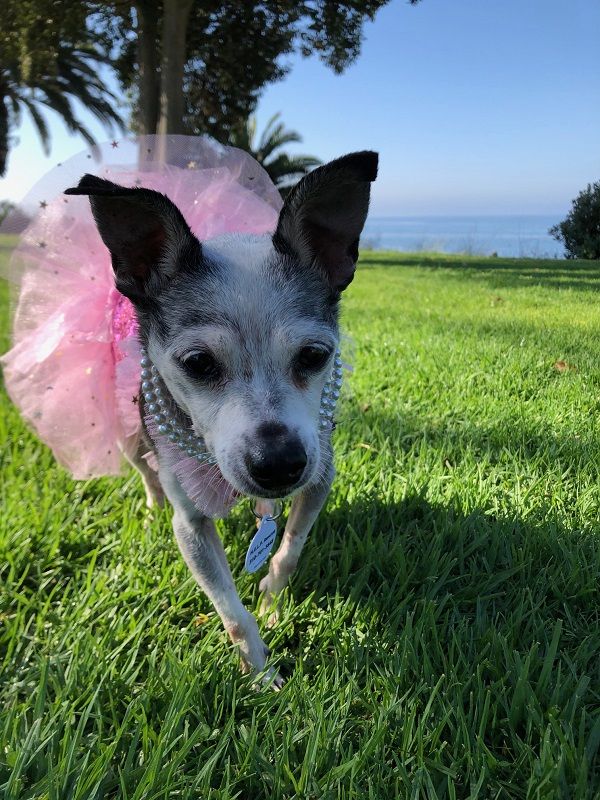 About the A Home for Every Living Pet campaign on Bonfire 2