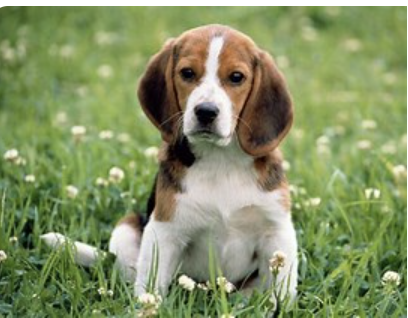 About the Beagle Salvation Campaign campaign on Bonfire 2