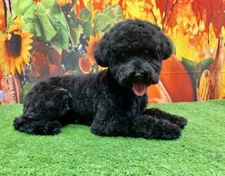 About the Peace Love Joy campaign on Bonfire 1