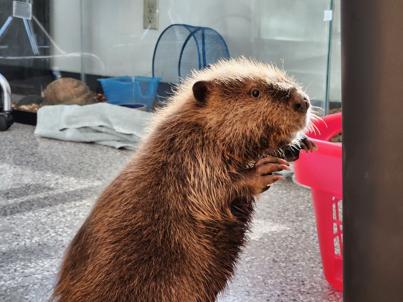 About the I Give a Dam About Beavers - Style 1 campaign on Bonfire 2