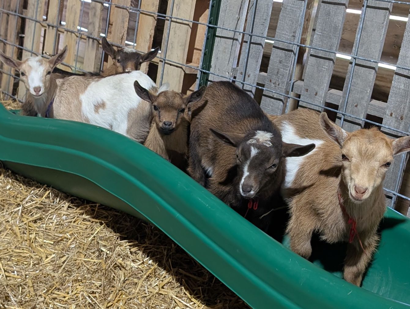 About the Name a goat! campaign on Bonfire 2