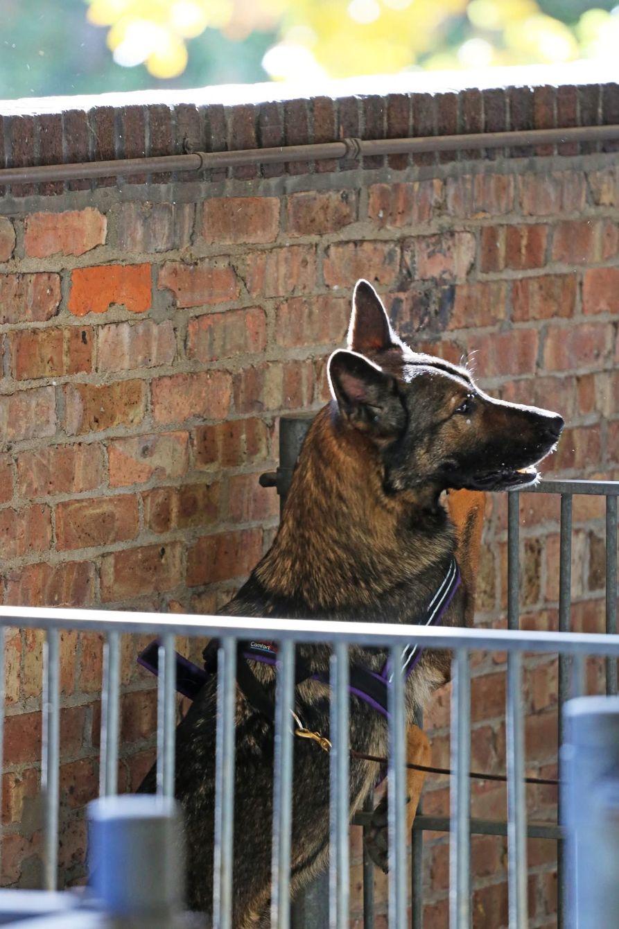 About the Supporting 2026 GSDCA Scent Work campaign on Bonfire 4