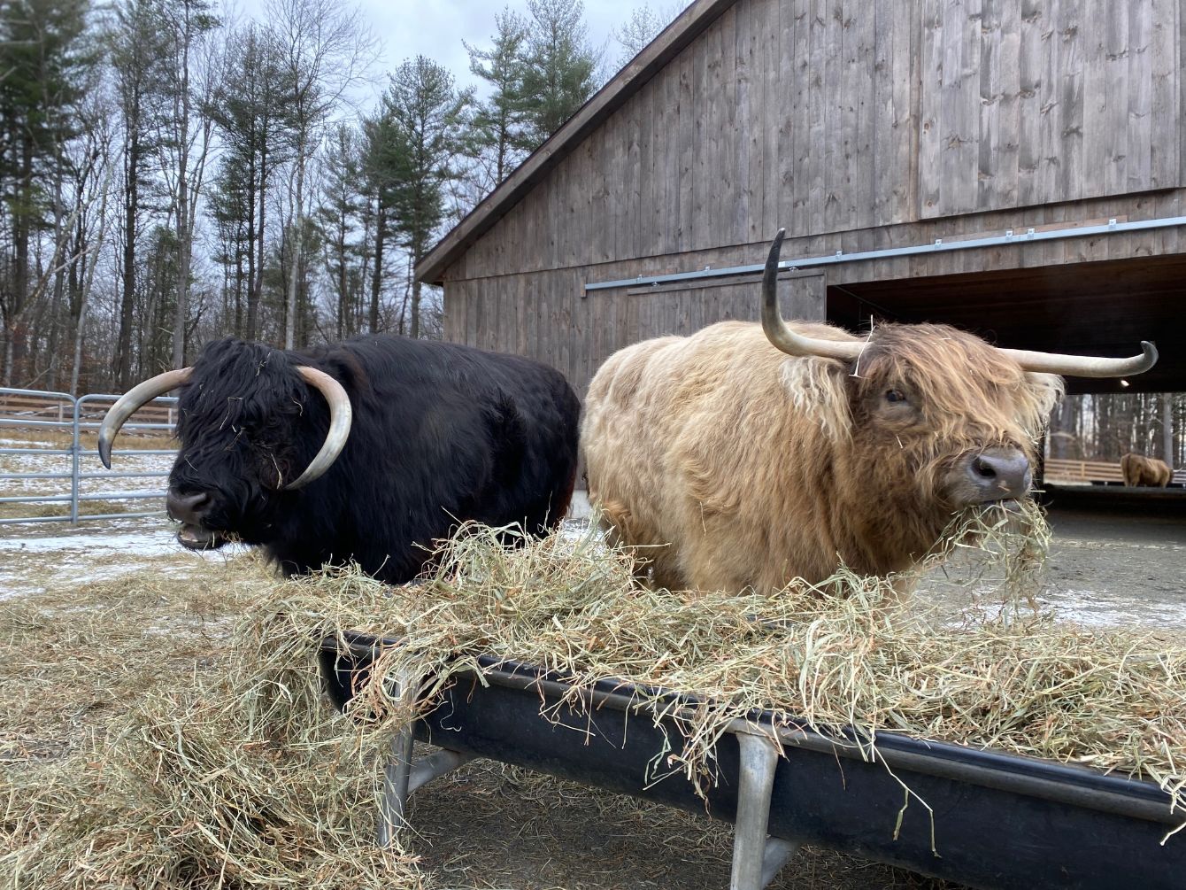 About the In honor of our beloved, Grady! ?? campaign on Bonfire 4