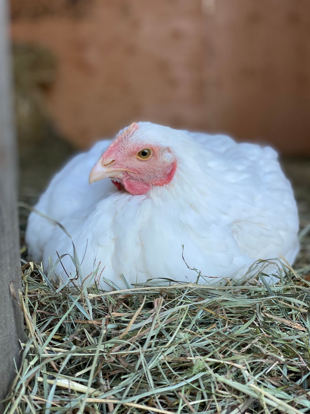 About the In honor of our beloved, Grady! ?? campaign on Bonfire 5