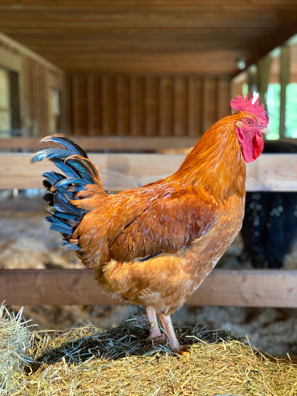 About the In honor of our beloved, Grady! ?? campaign on Bonfire 3