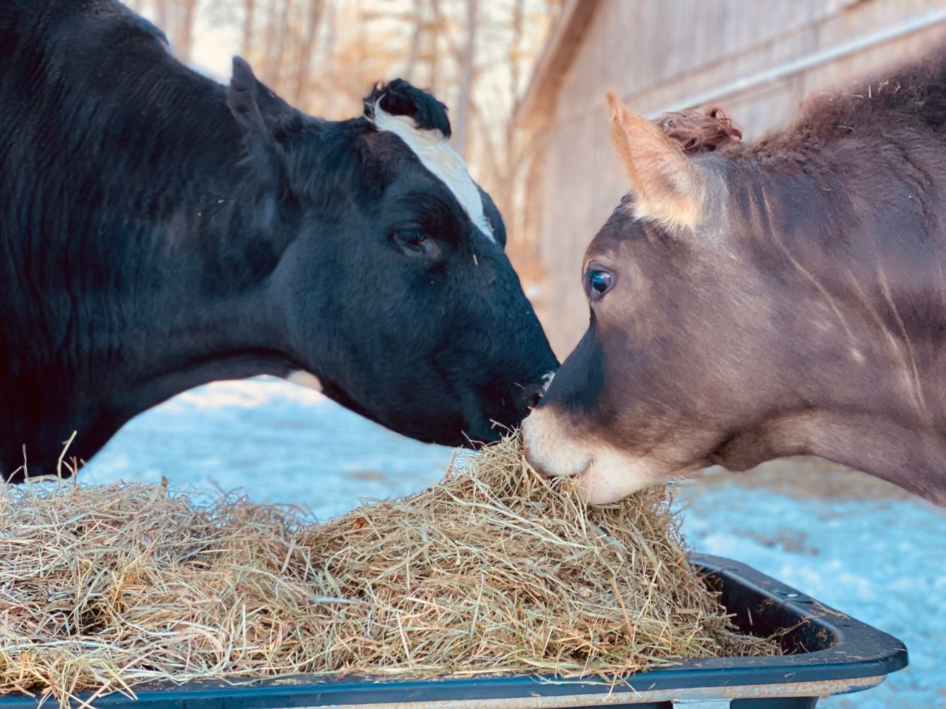 About the In honor of our beloved, Grady! ?? campaign on Bonfire 2