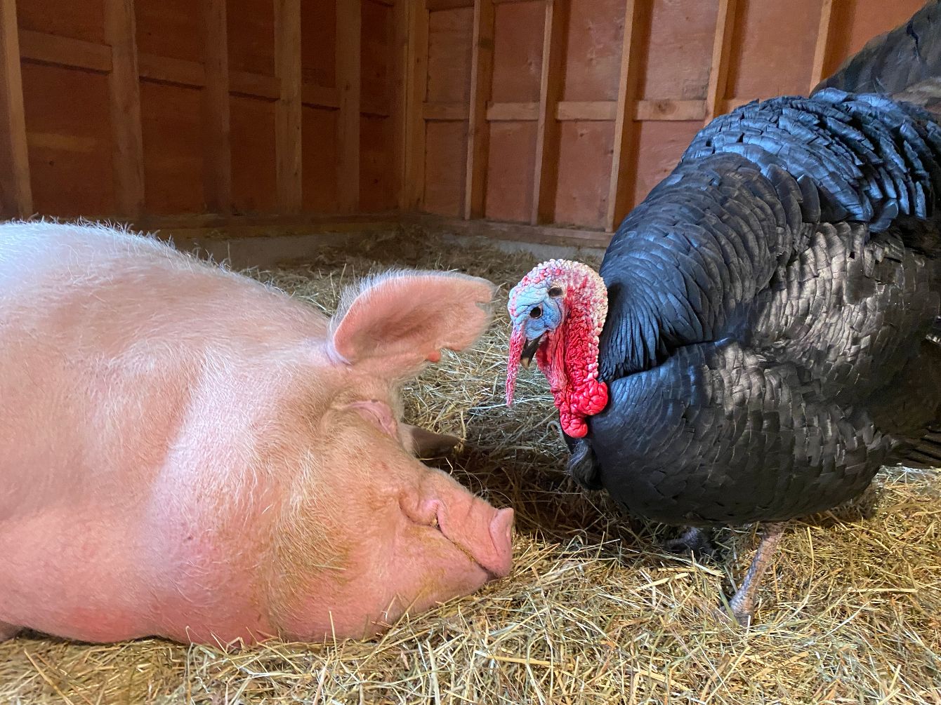 About the In honor of our beloved, Grady! ?? campaign on Bonfire 6