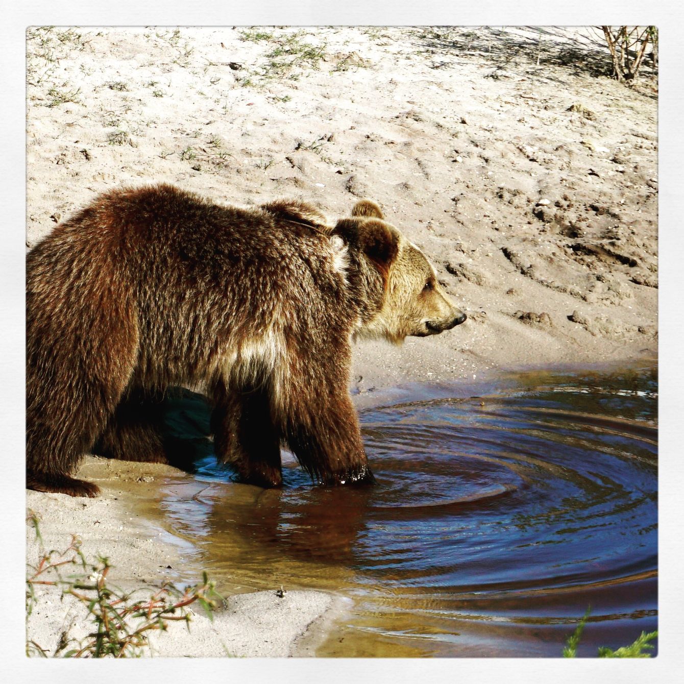 About the Papa Bear Shirts! campaign on Bonfire 2