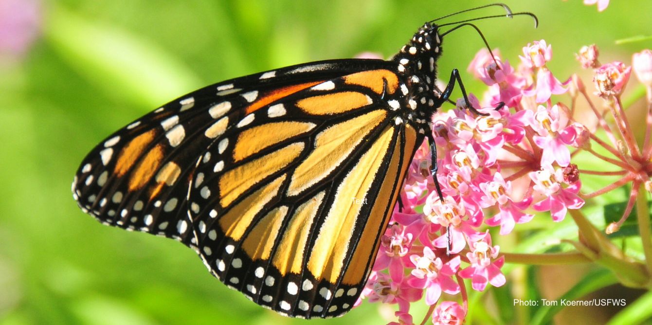 About the Save Wisconsin Monarchs Tote Bag campaign on Bonfire 3