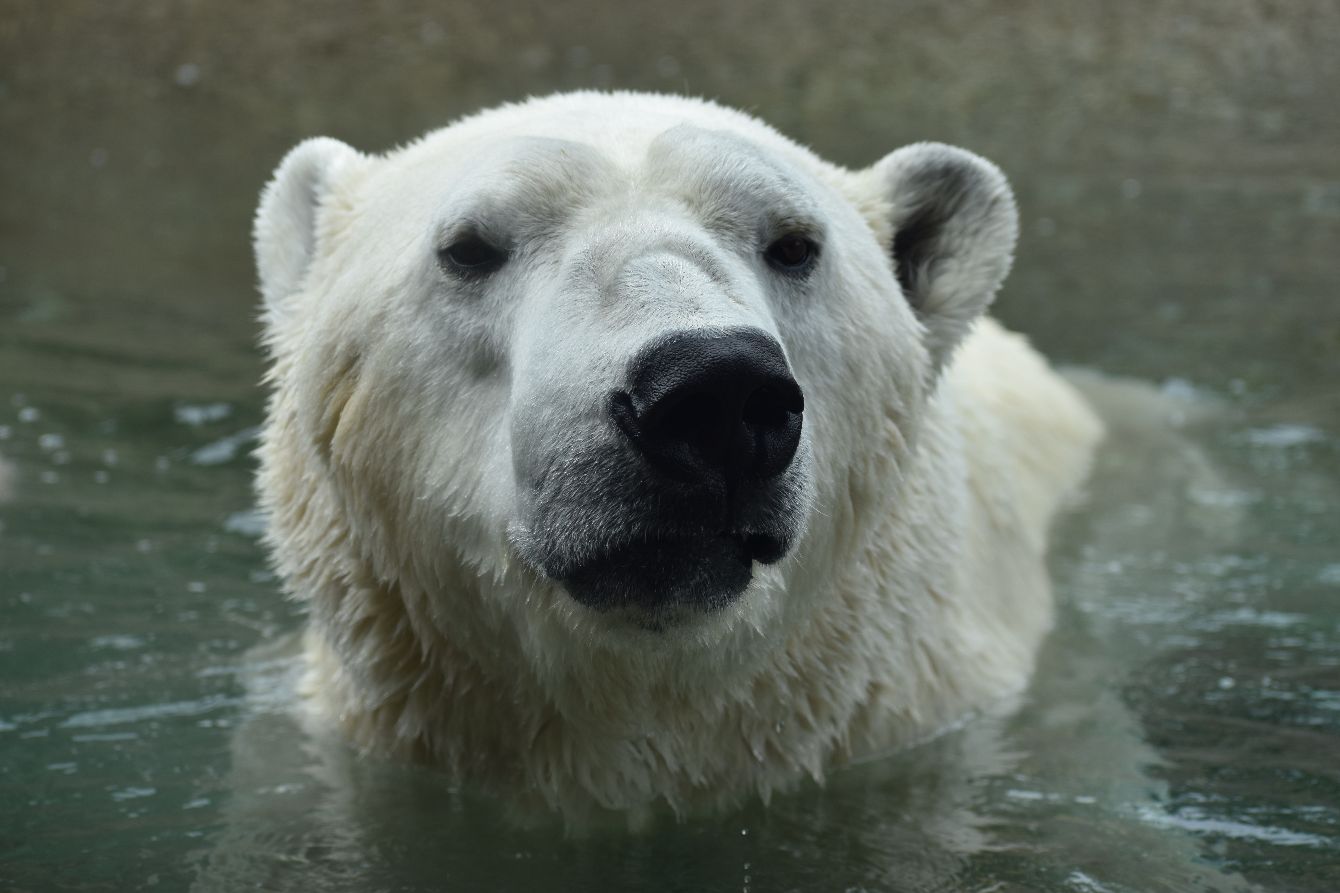 About the Party for Polar Bears! 2026 campaign on Bonfire 2