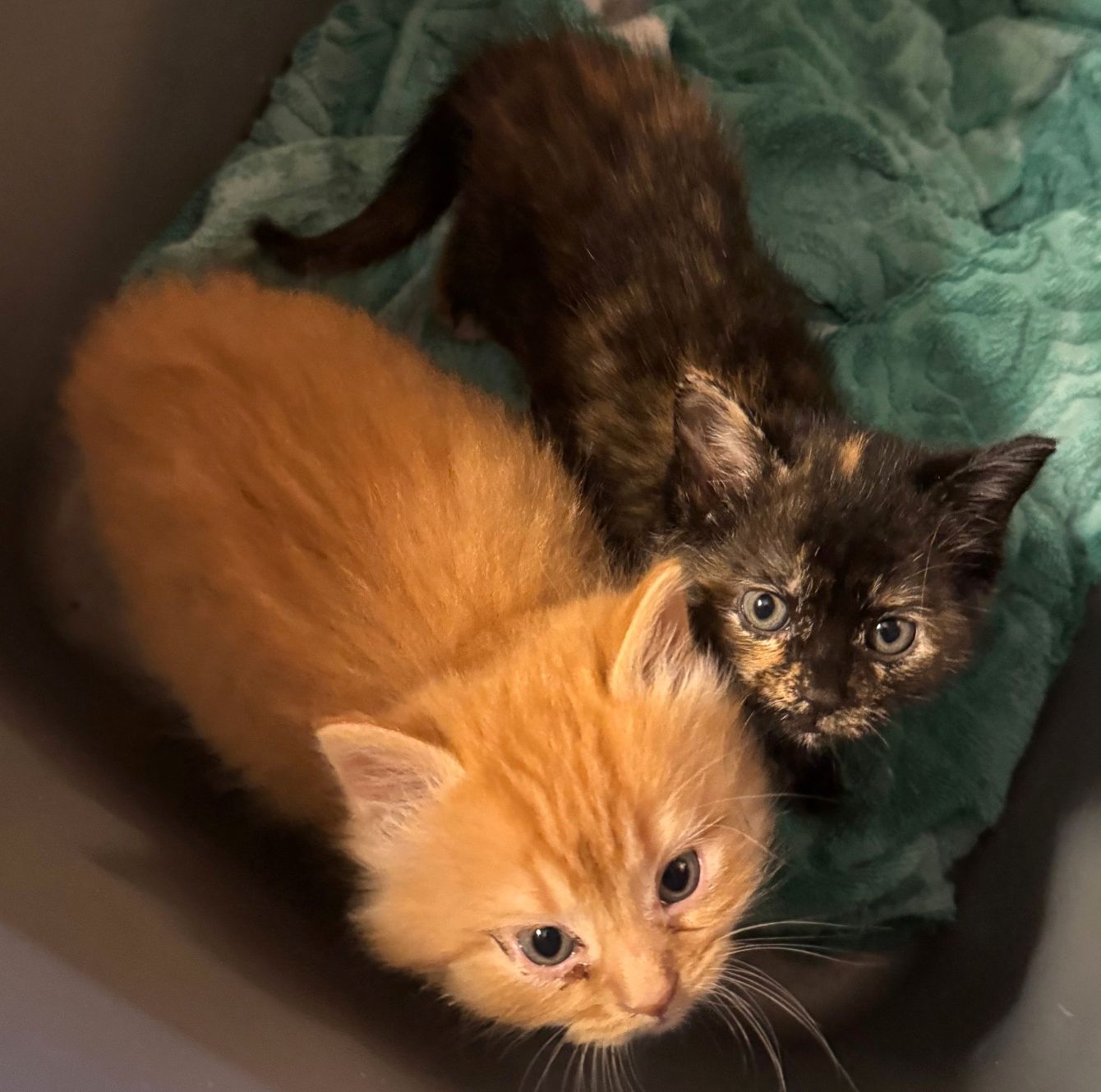 About the Feline Farms Sanctuary campaign on Bonfire 2