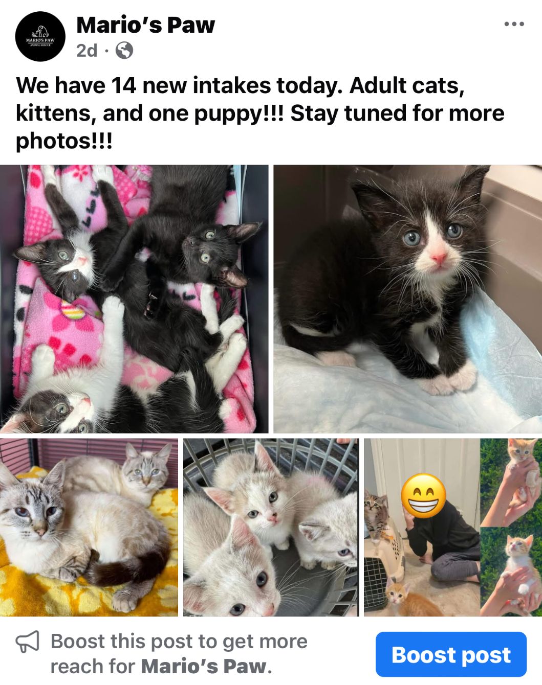 About the Mario?s Paw-Kitten Season 2025! campaign on Bonfire 1