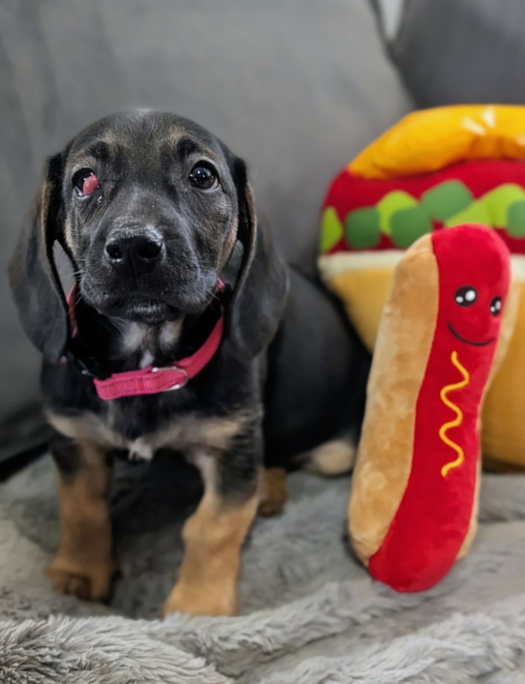 About the Hot Diggity Dog campaign on Bonfire 2